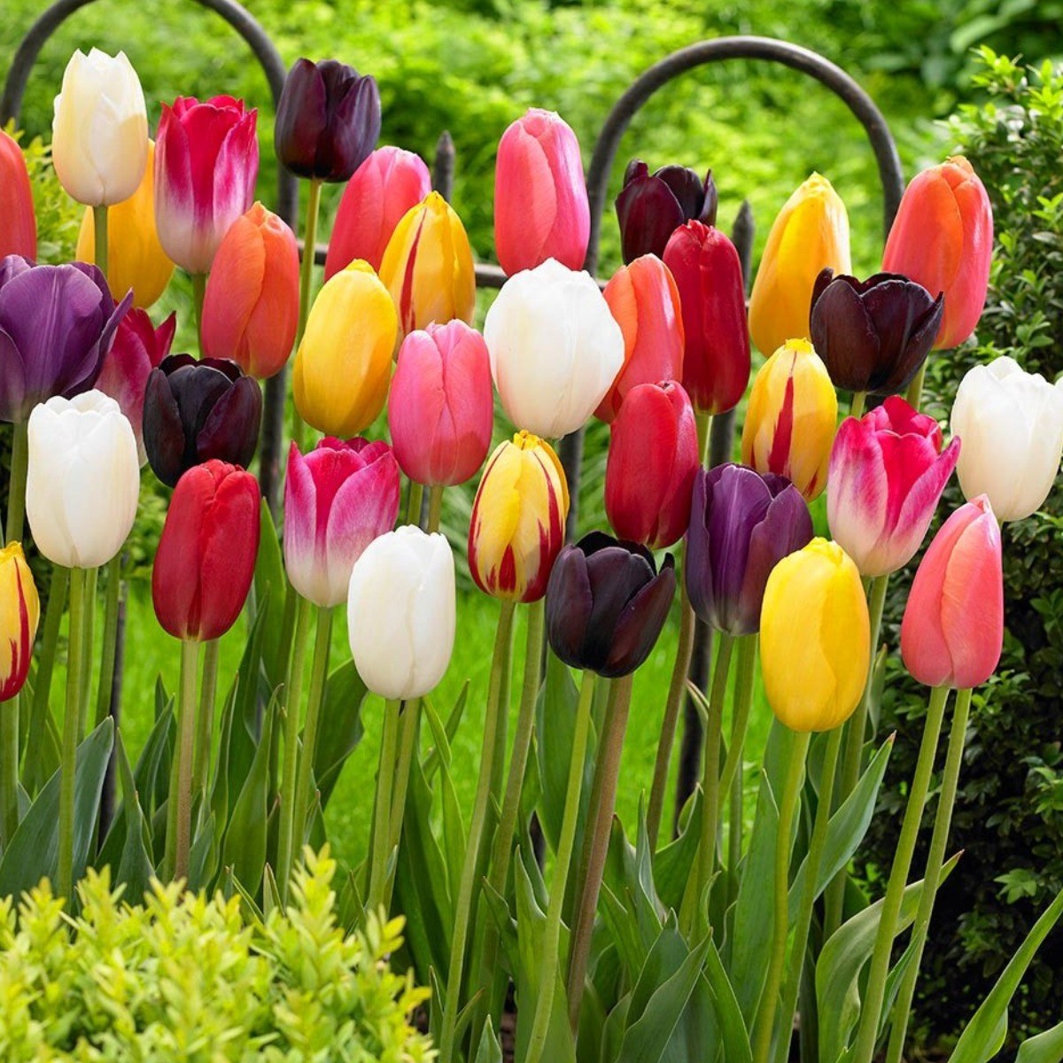 튤립 구근 혼합 30개 22,000원