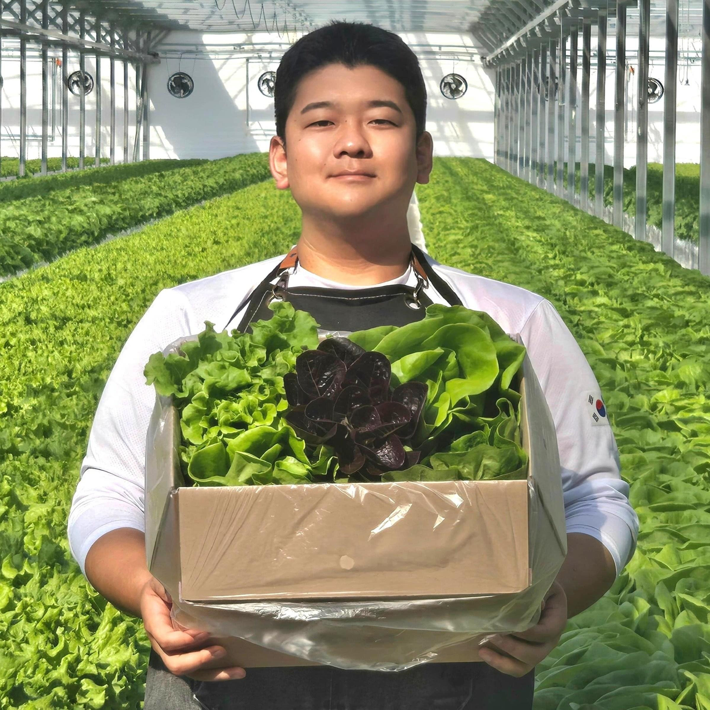 이지팜 수경재배 샐러드 채소 (유럽상추 로메인 버터헤드 카이피라) 8,900원