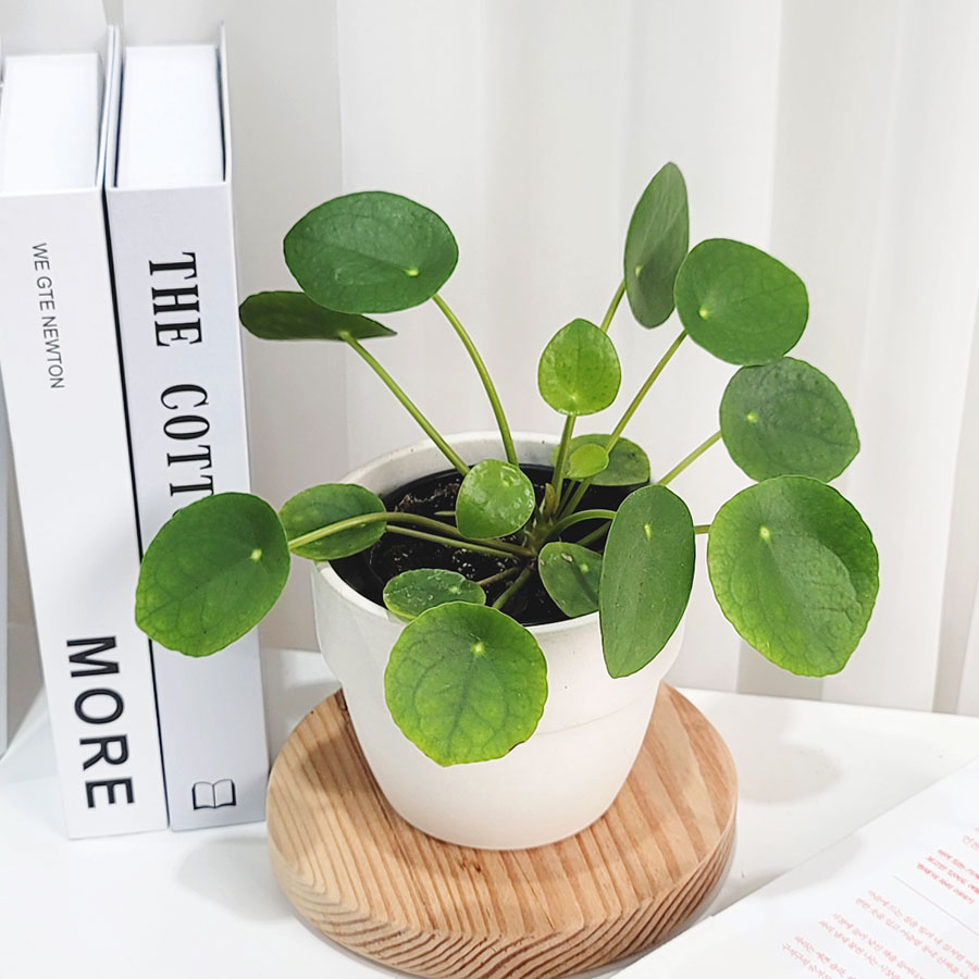 갑조네 필레아페페(소품) 실내 공기정화 인테리어 식물, 단일 색상, 1개 9,350원