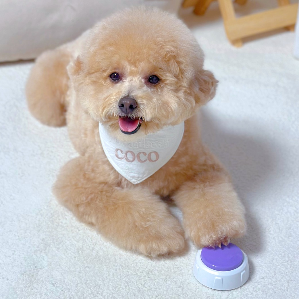 MAAH 강아지 훈련 소통 녹음벨, 1개, 퍼플 7,900원