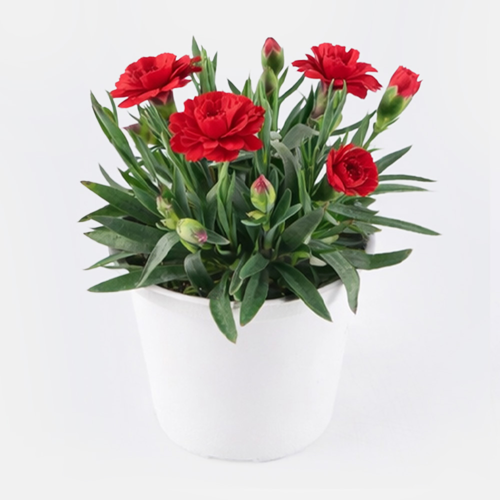 갑조네 향카네이션 카네이션 꽃 화분 모종 향기나는꽃 노지월동 어버이날, 2개, 빨강 11,900원