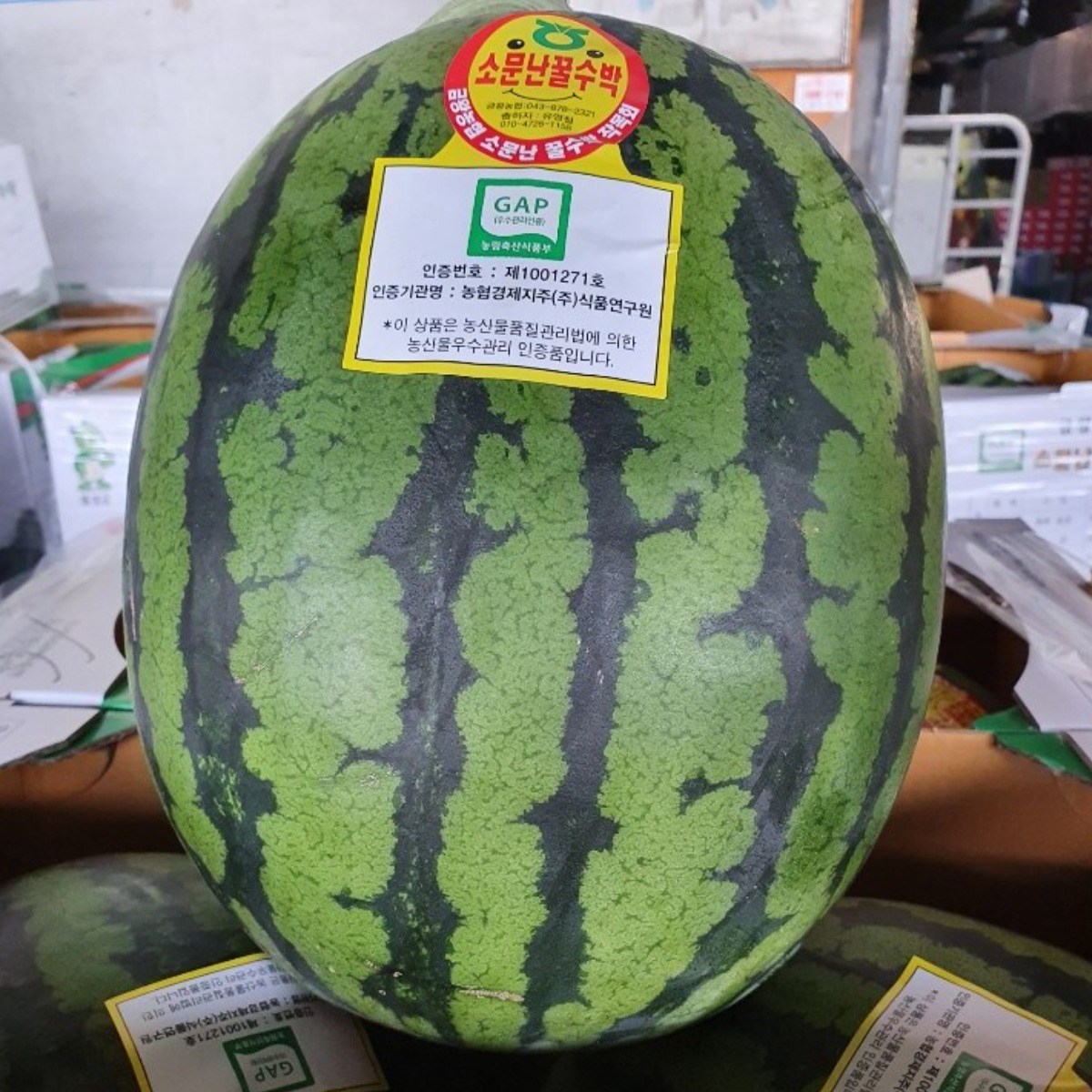 프리미엄 GAP인증 음성 양구 금왕 친환경 수박 소문난 꿀수박 41,310원