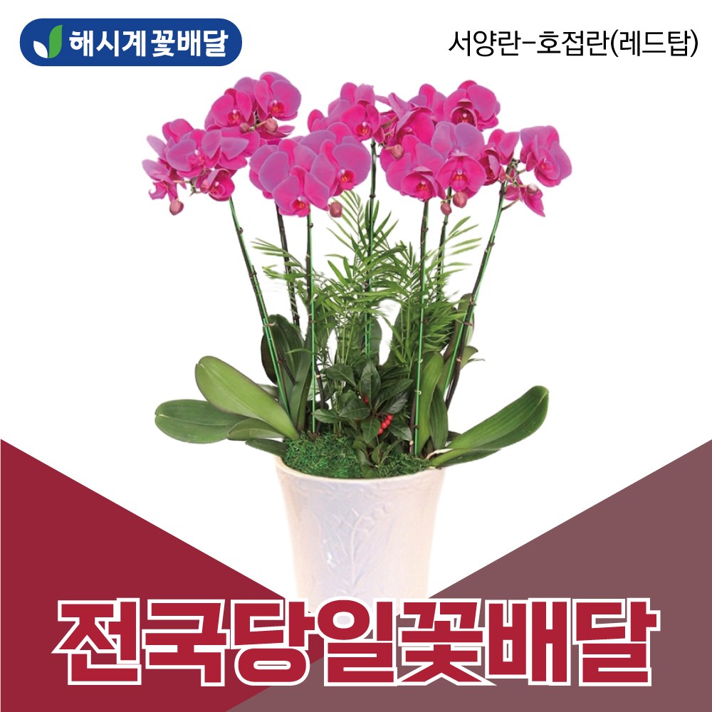 서양란 호접란 해시계꽃배달 개업축하화분 승진화분 당일꽃배달 꽃배달서비스, 1개 100,000원