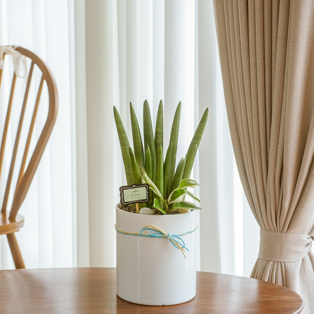 나눔플라워 전국 관엽식물 금전수 스투키 해피트리 행운목 극락조 고무나무 개업축하 실내공기정화 사무실식물 나무배달서비스 64,000원