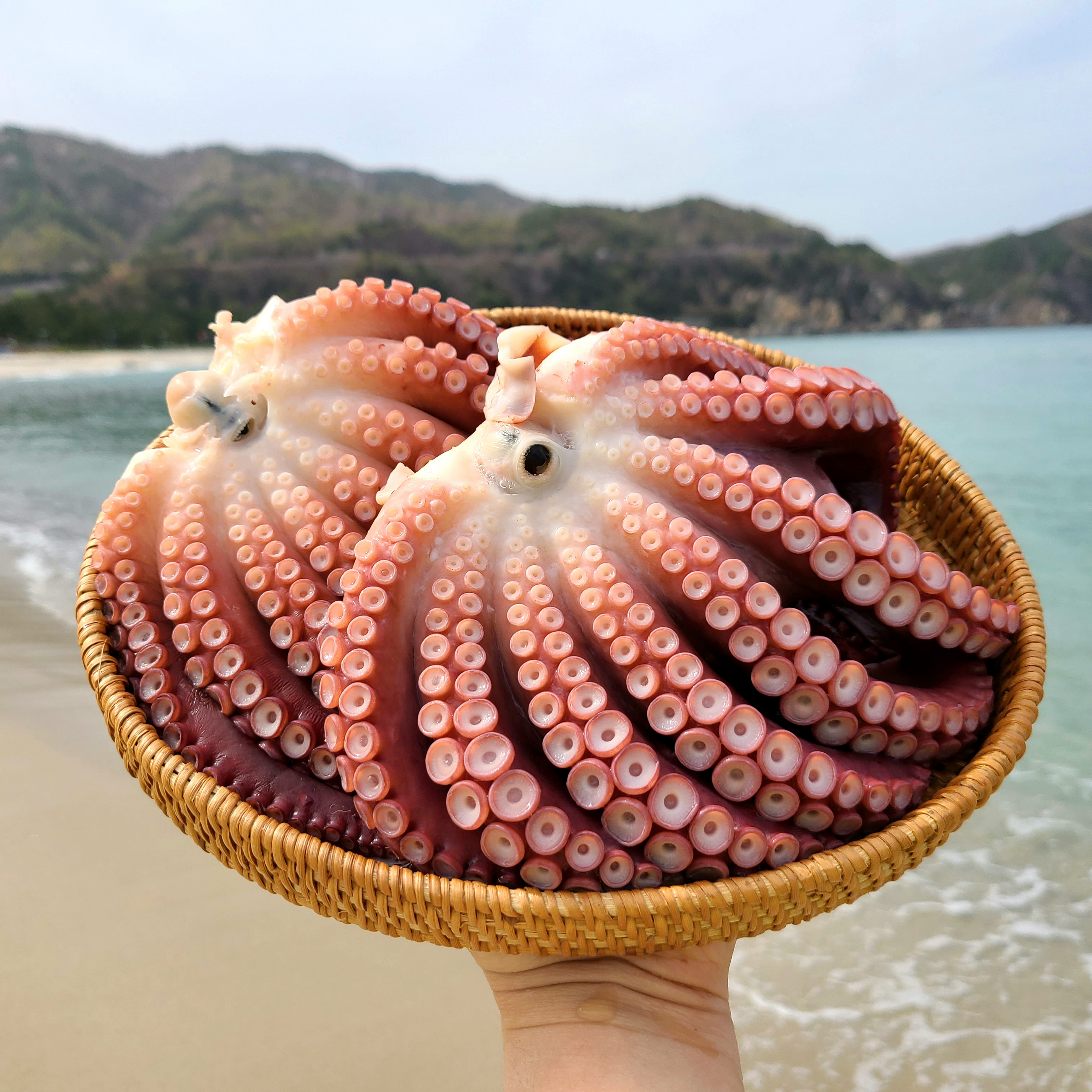 피문어 동해 삼척 대왕 문어 제수용 자숙 대문어 생물 1kg당 시세 69,000원