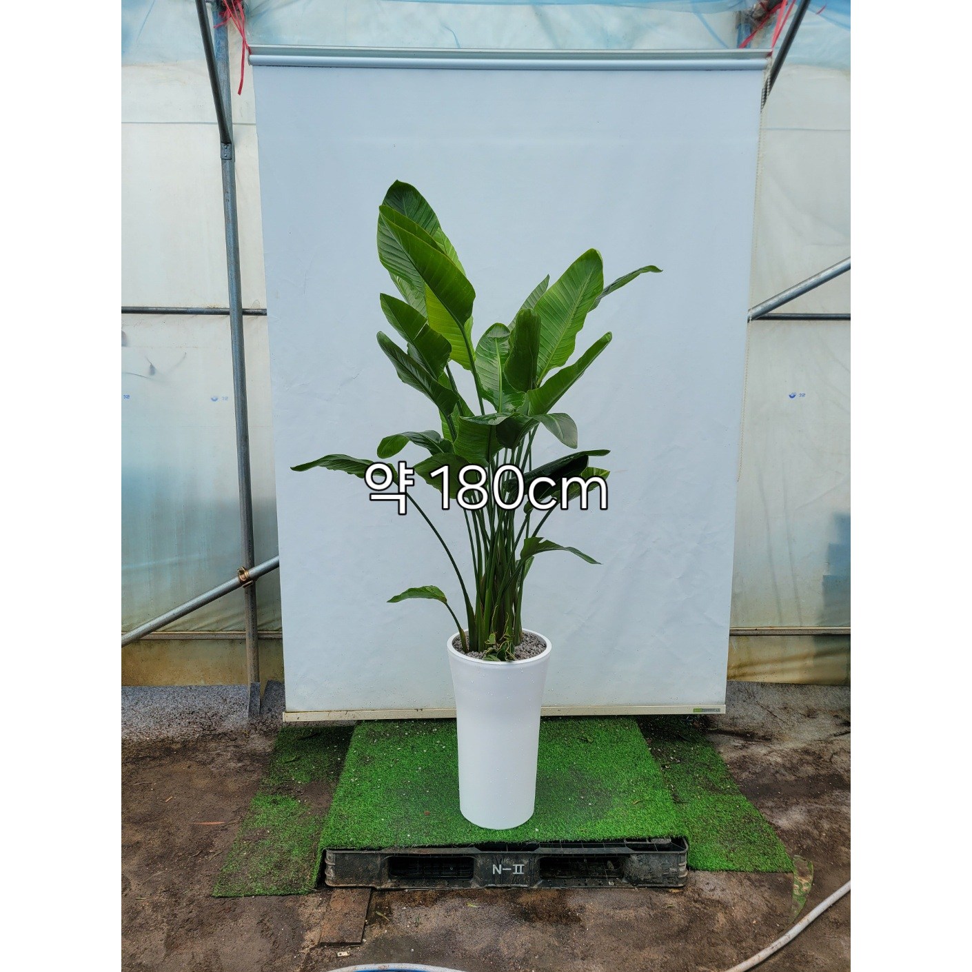 [한정특가 오투트리] 대형 화분 당일무료배송 공기정화식물 축하선물 개업선물 이사선물 승진선물 여인초 82,000원