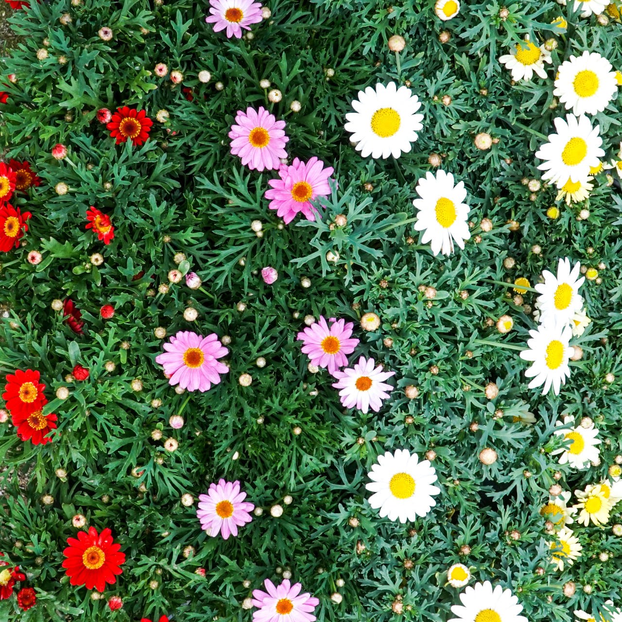 갑조네 1+1 목마가렛 꽃 화분 모종 외목대 봄꽃 마가렛, 1개, 혼합 9,700원