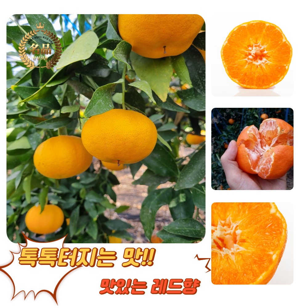 [굿피플] 레드향 제주도레드향 못난이레드향 천혜향 한라봉 감귤 한라봉, 1박스, 가정용 레드향 5kg 중소과(20-30과 내외) 46,460원