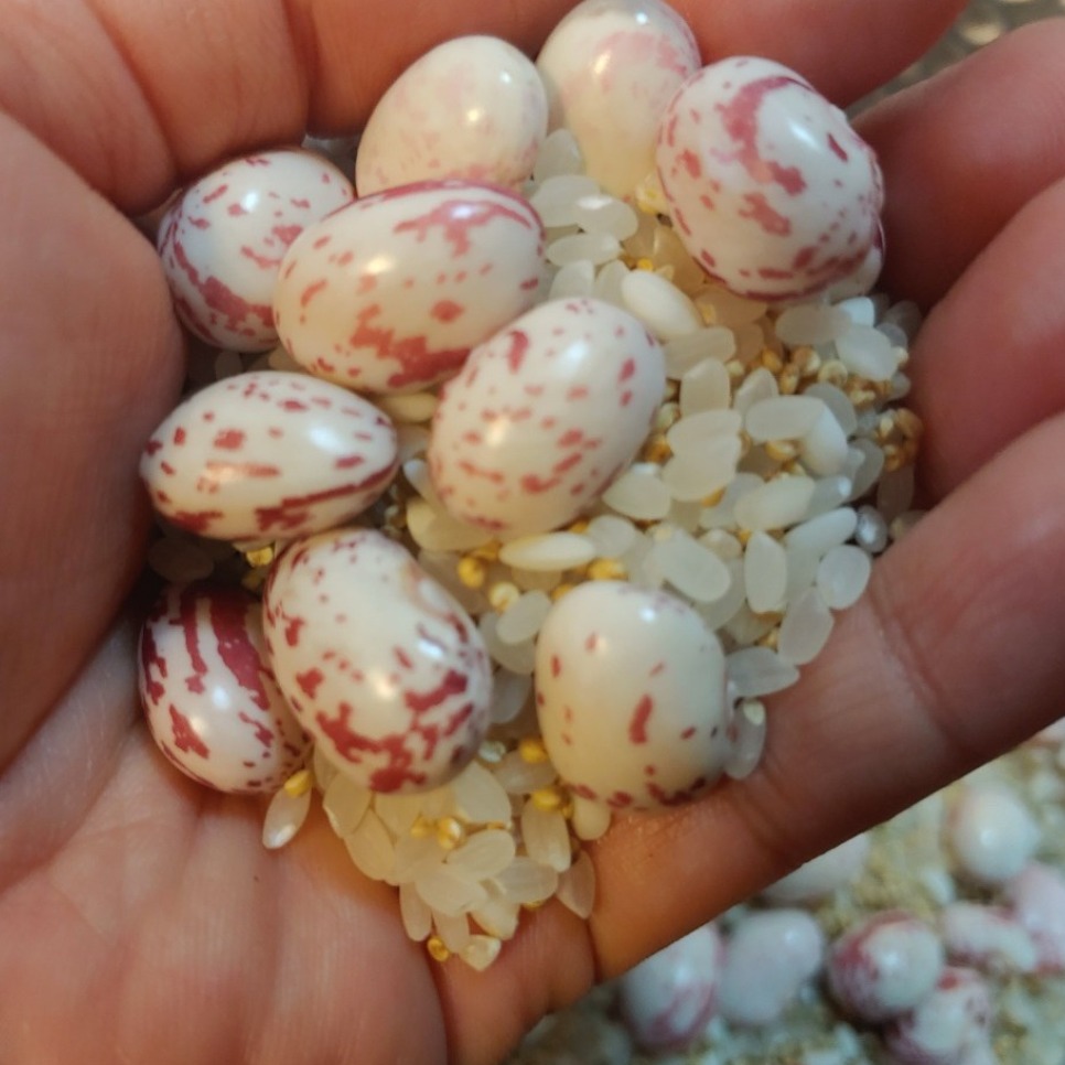 [엠디] 밤맛 나는 유기농 호랑이콩 줄콩, 1개, 400g 22,890원