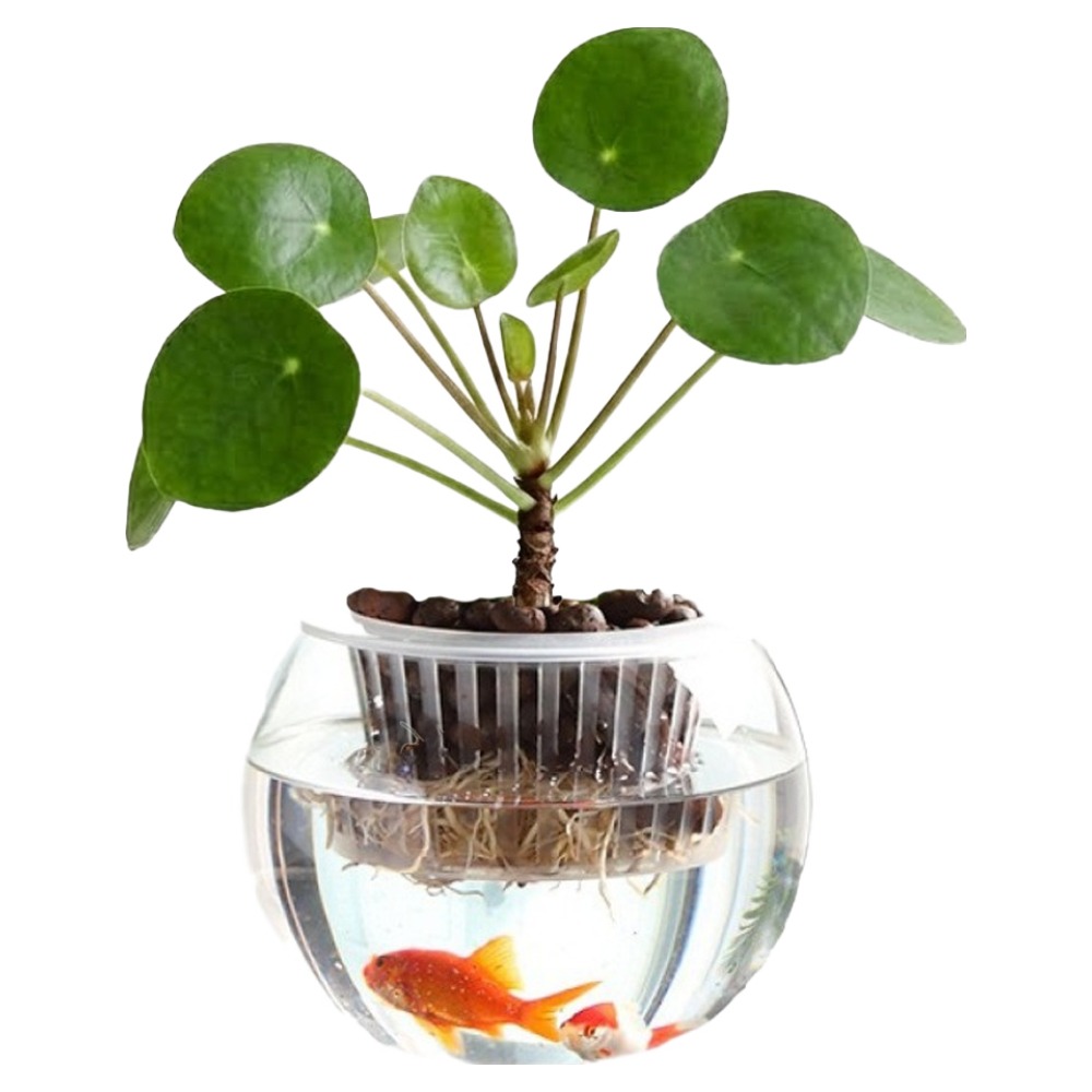 코스넬 어항스타일 수경재배 유리 화분, 투명 9,900원