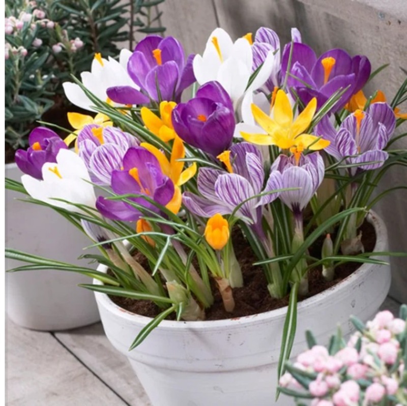 //초화//크로커스 구근10개(색상혼합) 90,000원