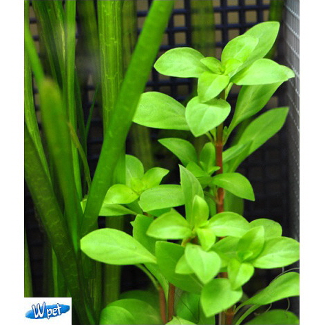 [신세계수족관] 후경수초 루드위지아 그린 5촉+5촉 3,500원