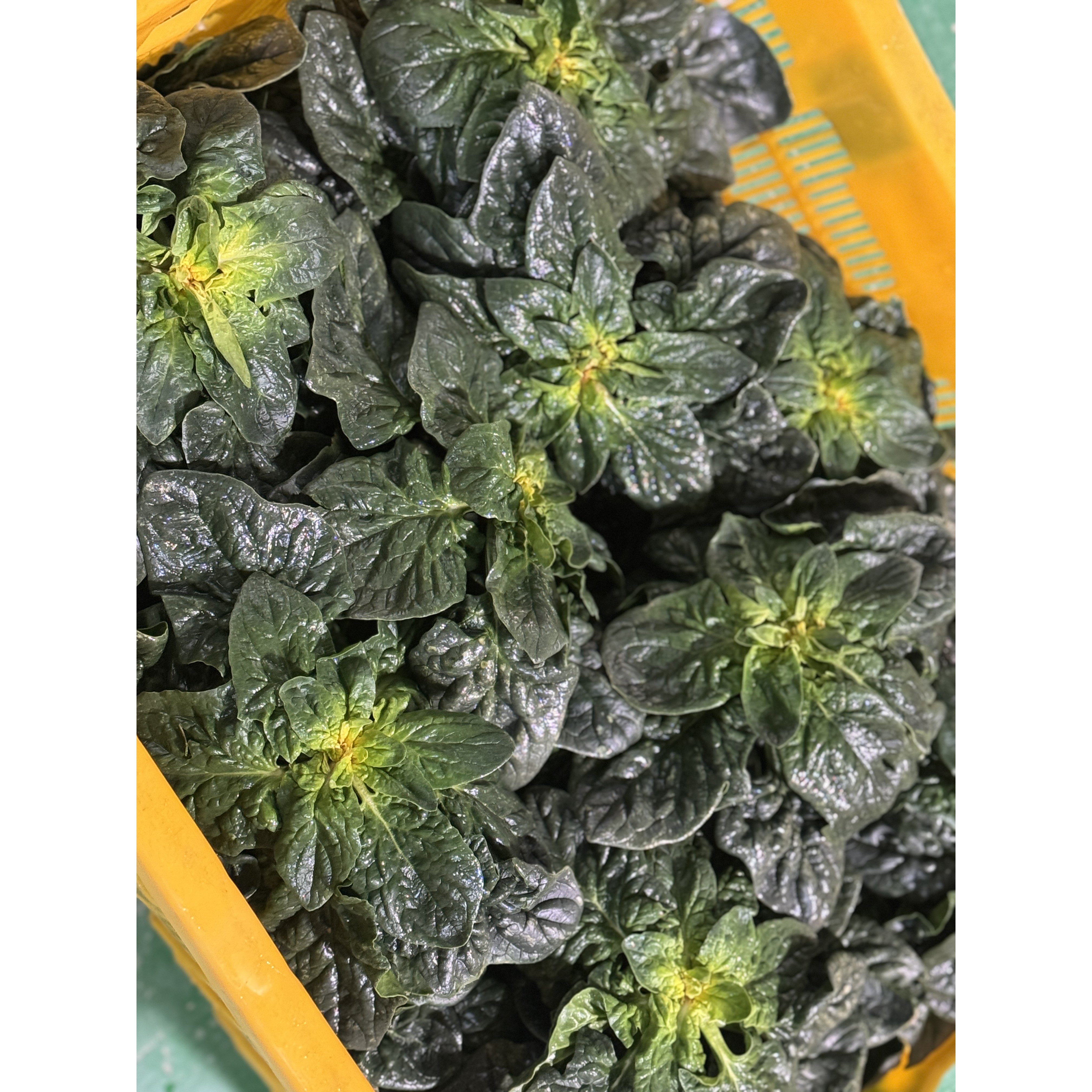 [당일재배 산지직송] 국산 시금치 섬시금치 해풍맞은 도초 신안 당일수확, 1개, 3kg 32,500원