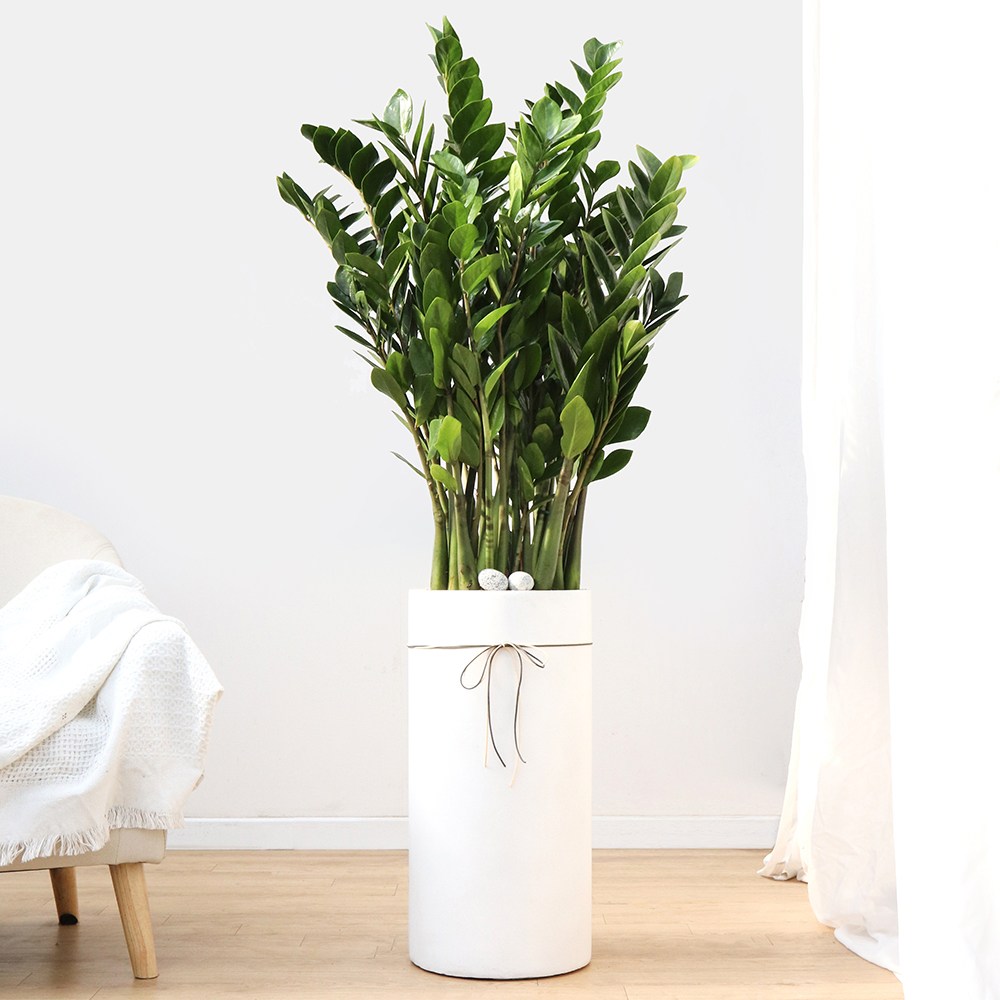 드셀플라워 금전수 돈나무 개업 화분 집들이 선물 승진 사무실 이전 병원 개원 식당 개업식 축하 화분 배달 당일배송 69.특대형_금전수 흰색원형 경량화분 139,000원