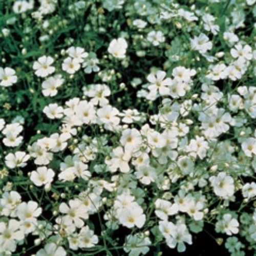 아시아종묘 씨앗 꽃 안개초 1kg 55,000원