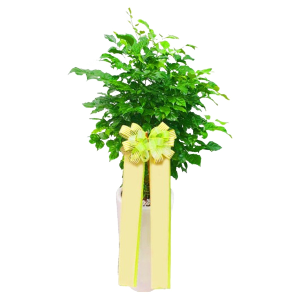 대박플라워 대박나무(녹보수) 개업화분 집들이 인테리어 공기정화식물 관엽식물 꽃배달, 1개, 녹보수 68,600원