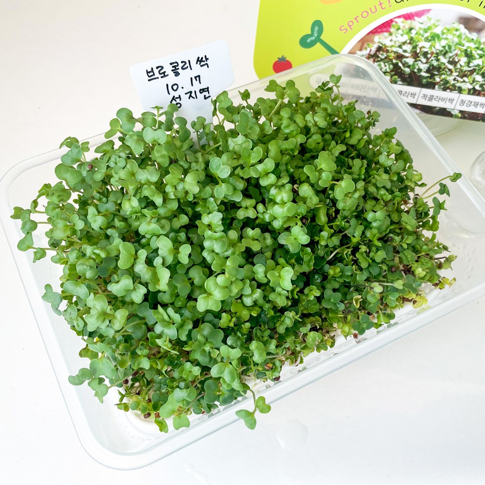 SKFARM 새싹 키우기 세트 브로콜리 두손가득 새싹 씨앗 분무기 포함, 1세트 12,000원