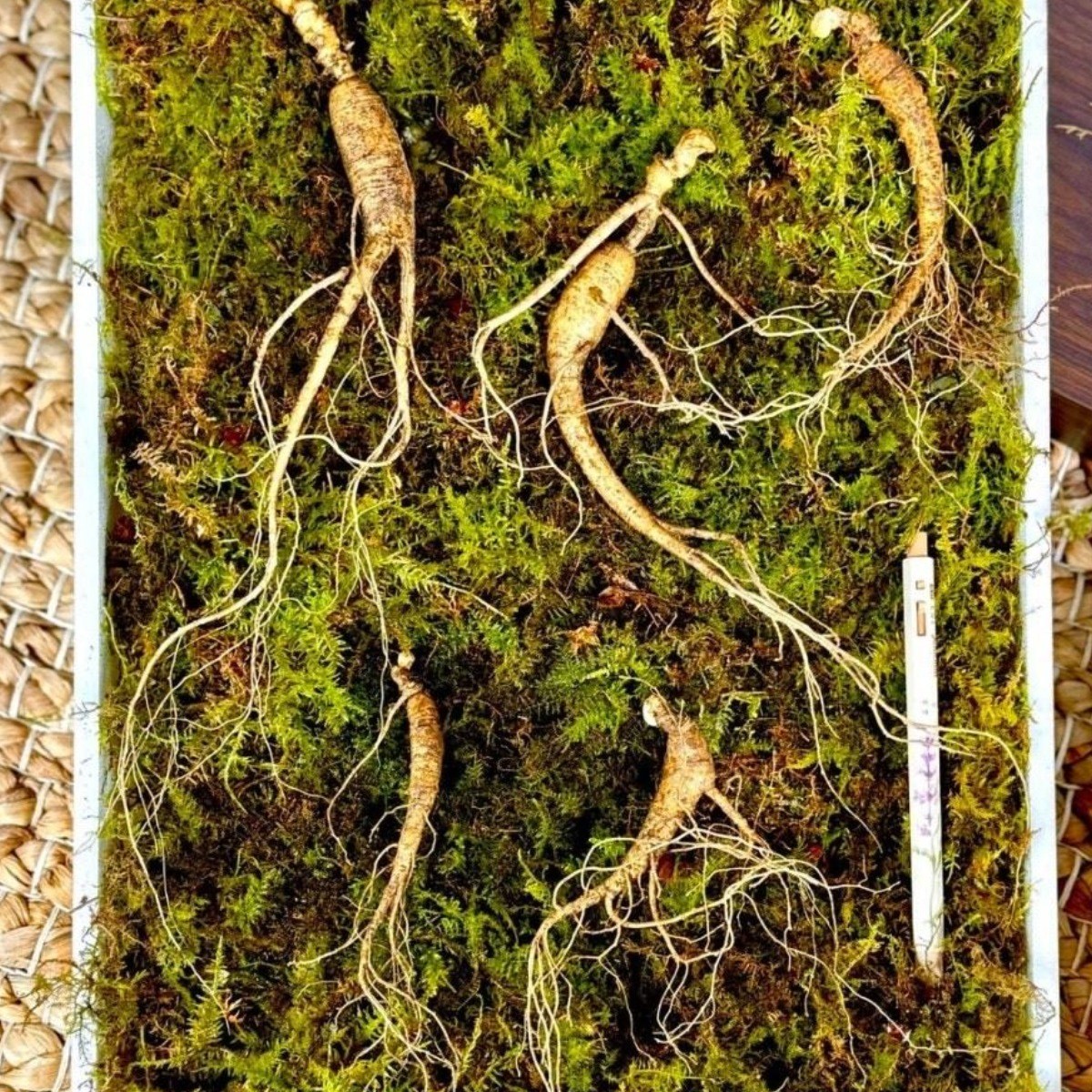 15년근 2뿌리 + 5년근 3뿌리 선물추천 품질좋은 황절삼 산삼 산양삼 산양산삼 장뇌삼 부모님선물 지인선물 설 명절선물 450,000원