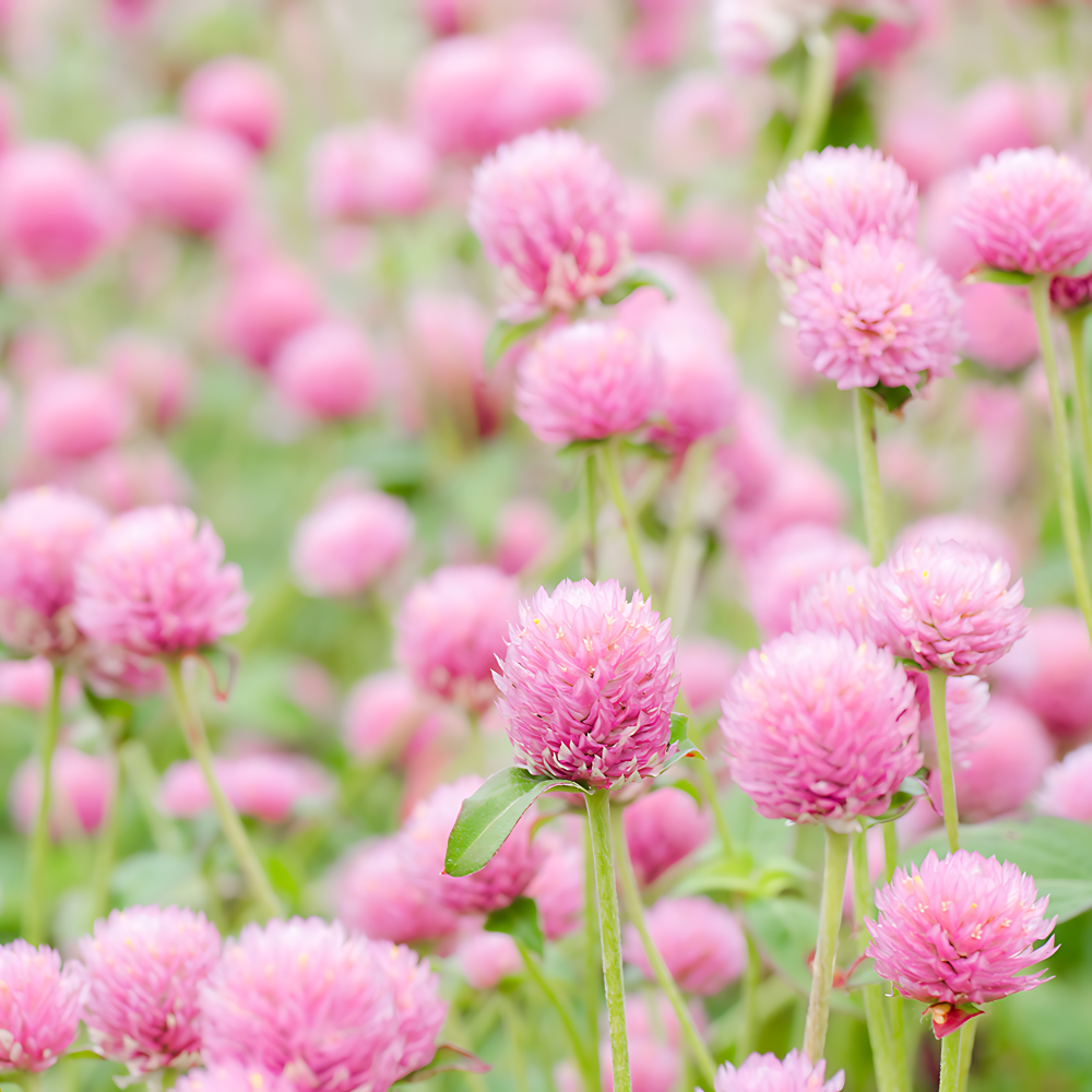 천일홍 씨앗 5색 세트, 1개 15,000원