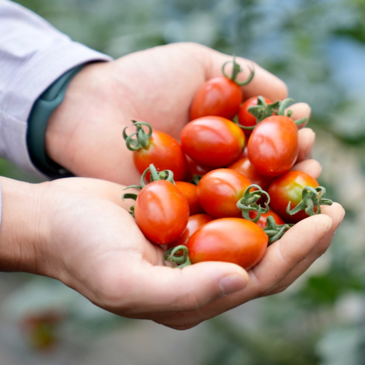 [초록팜] 달콤한 스테비아 대추방울 토마토 46,800원