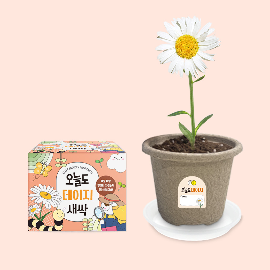 오늘도새싹 식물키우기 데이지 미니화분, 데이지 2,600원