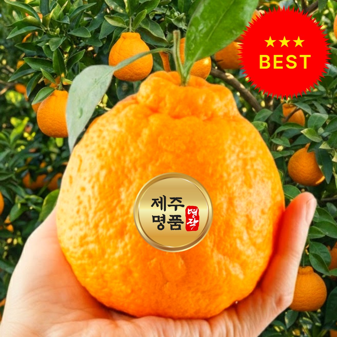 [단하루초특가] 재구매1등 고당도 제주 한라봉 34,900원