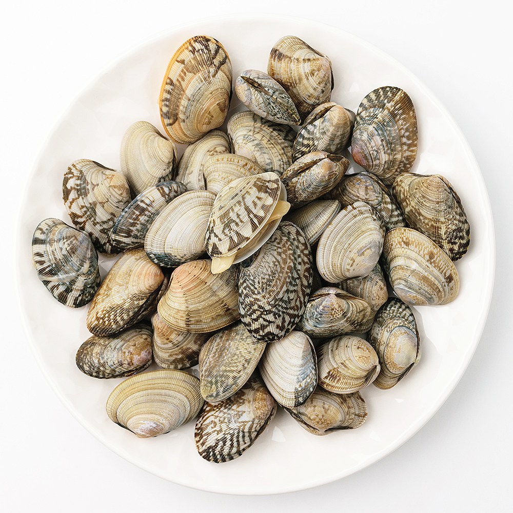 싱싱한 활바지락 신선포장 생바지락 바지락술찜 생물 바지락, 1세트, 500g 5,900원