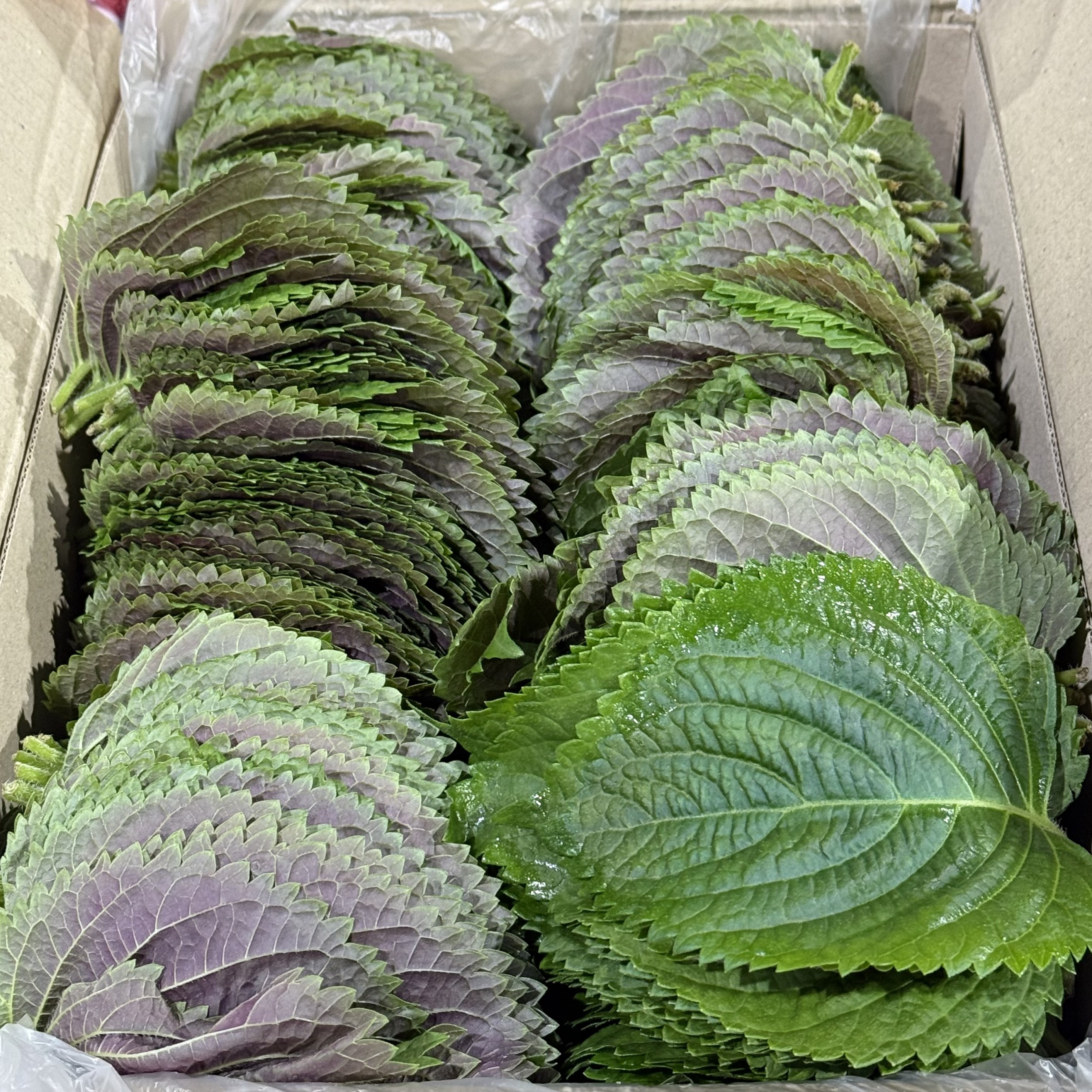 농진사 국내산 찹찹이 깻잎, 1개, 1kg 12,300원