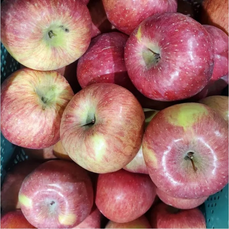 부사 못난이 경북 청송 안동 꿀사과 12,900원