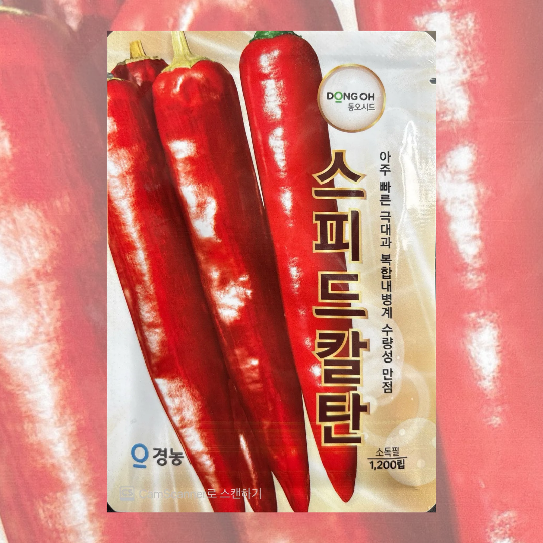 스피드칼탄고추씨앗 1200립 26년포장 복합내병계 고추종자 140,000원