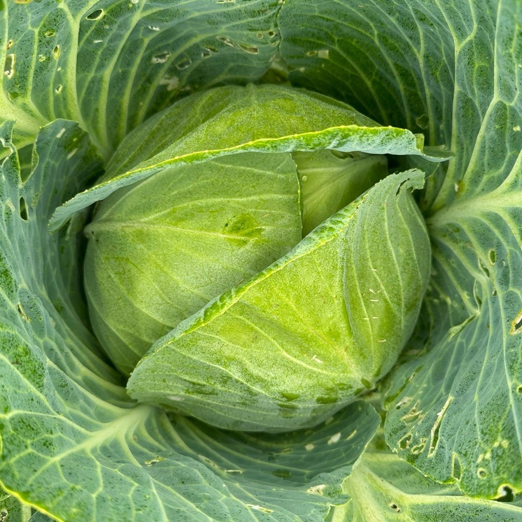 친환경 유기농 양배추 5kg(3통 내외) 국내산 야채 16,000원