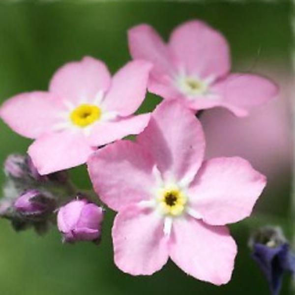 어린모종] 물망초-핑크 : 8cm분/네개셋트 Q7000 17,500원