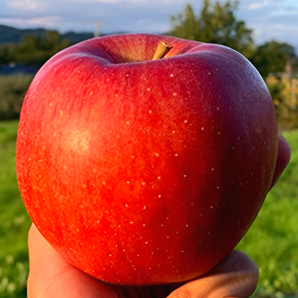 가성비초특가] 햇꿀Brix 초고당도 가정용 부사사과 9,900원