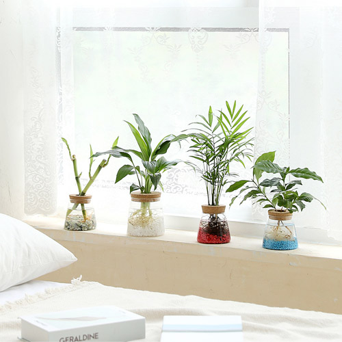 펫플랜트 코르크 수경재배 식물세트(4종류) 인테리어 공기정화식물 9,800원