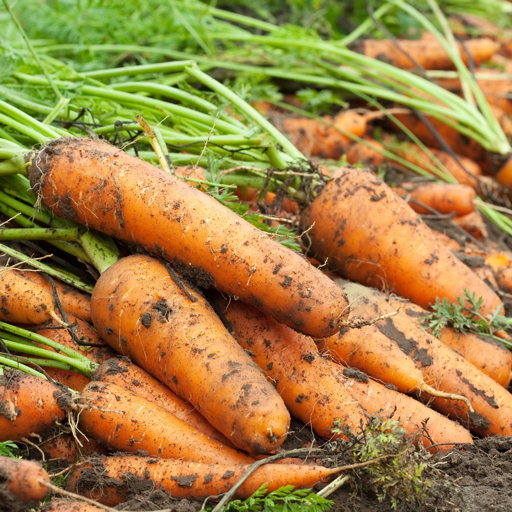 [특가행사] 아삭하고 달콤한 수분과 꿀 품은 국내산 흙당근 12,510원