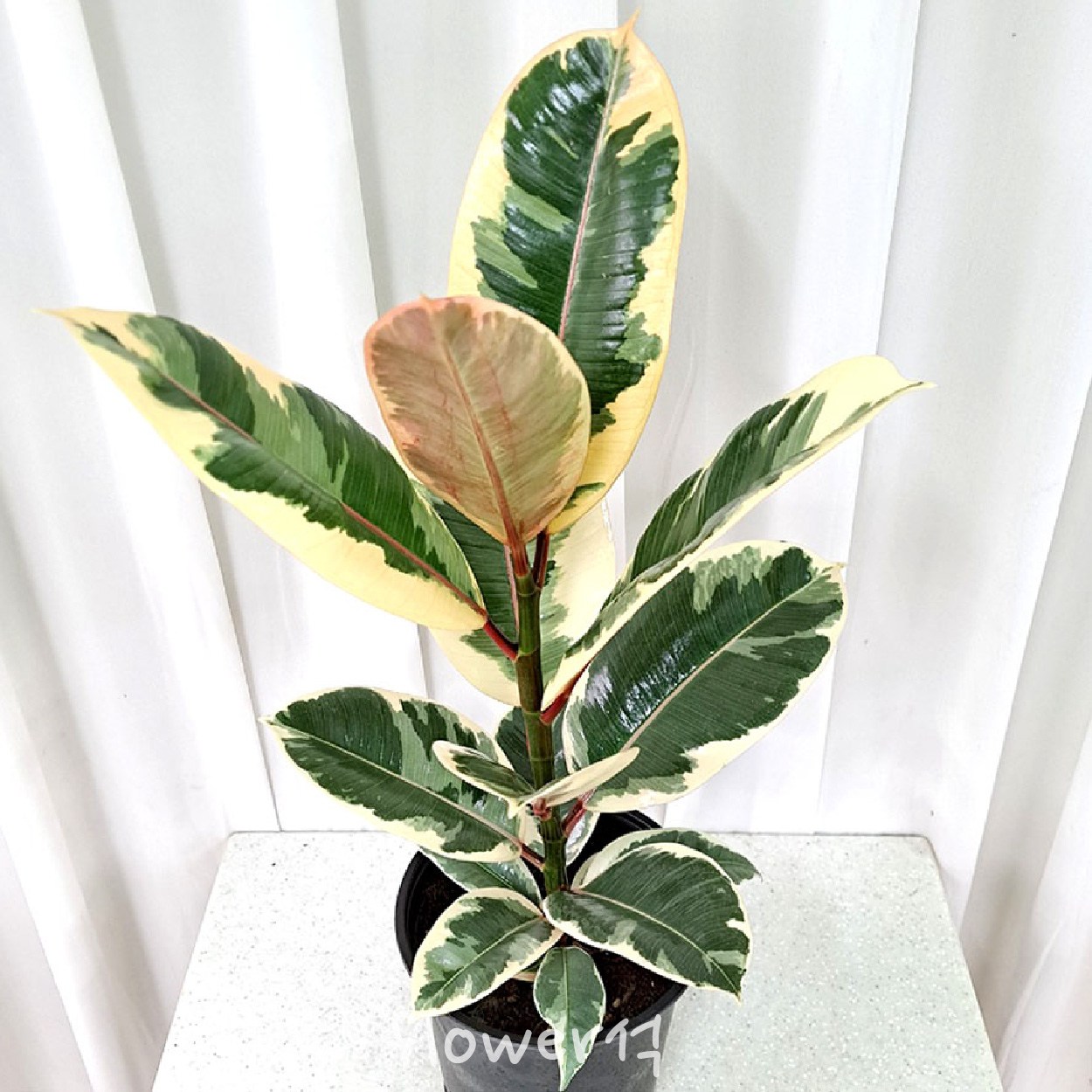 플라워석 수채화 고무나무 공기정화식물 키우기 쉬운식물 15,900원