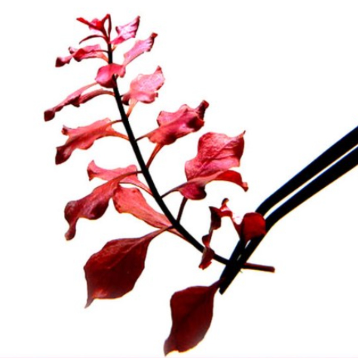 [수초대장] 루드위지아 슈퍼레드 (2촉) 중후경수초 6,700원