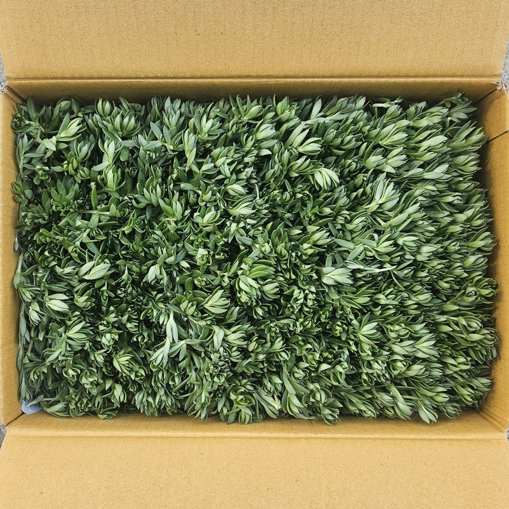 클릭마켓 국내산 돗나물 돈나물 돌나물, 2kg, 1개 10,500원