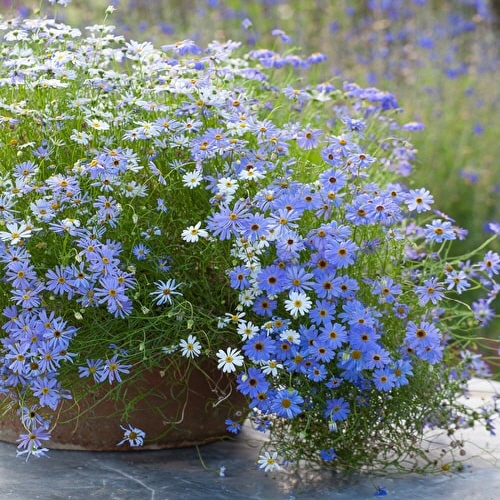 [꽃씨모듬] 6월에 파종해도 되는 오래가는 꽃 5가지, 1개 14,800원