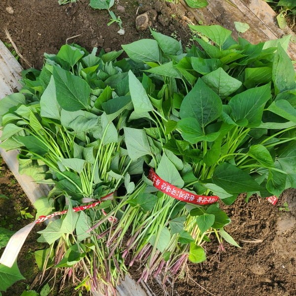 조은해남 꿀고구마 모종 1kg 5kg 10kg 20kg, 20kg, 1개 99,000원