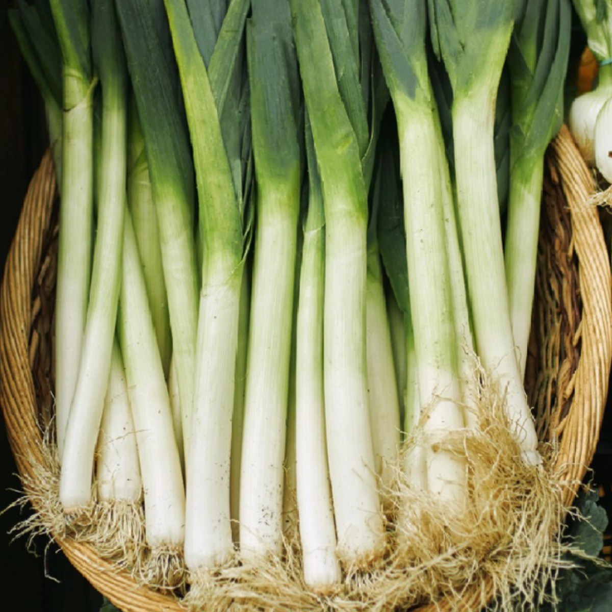 대아프레시 야채 아저씨네 파릇파릇 신선한 국내산 흙대파, 1.8kg, 1박스 10,500원