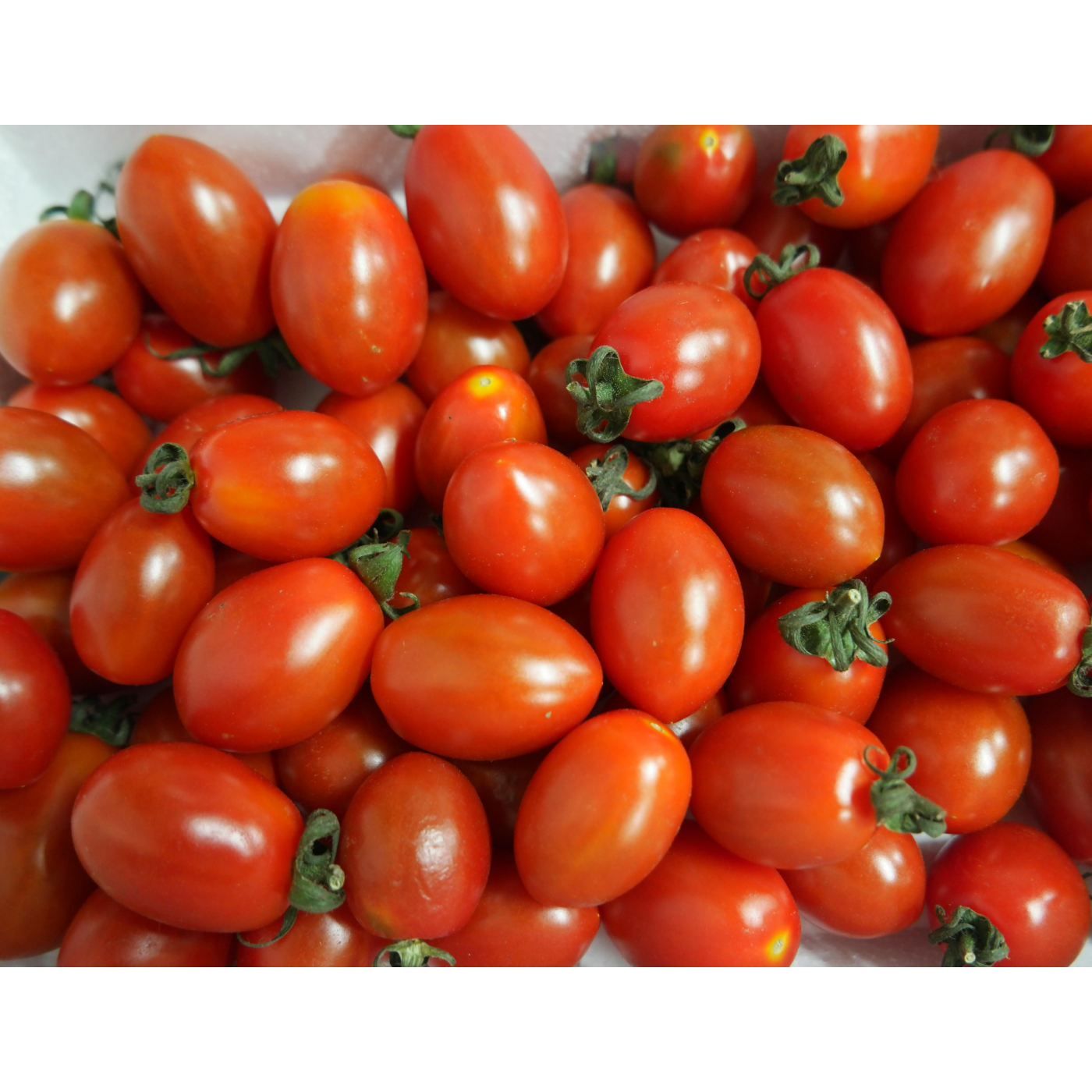 [프리미엄선별] 달콤함이 부담 없는 스테비아 방울 토마토 상큼달콤 식감 좋은 스테비아 방울 토마토 달콤한 풍미 살아있는 스테비아 방울 토마토 34,900원