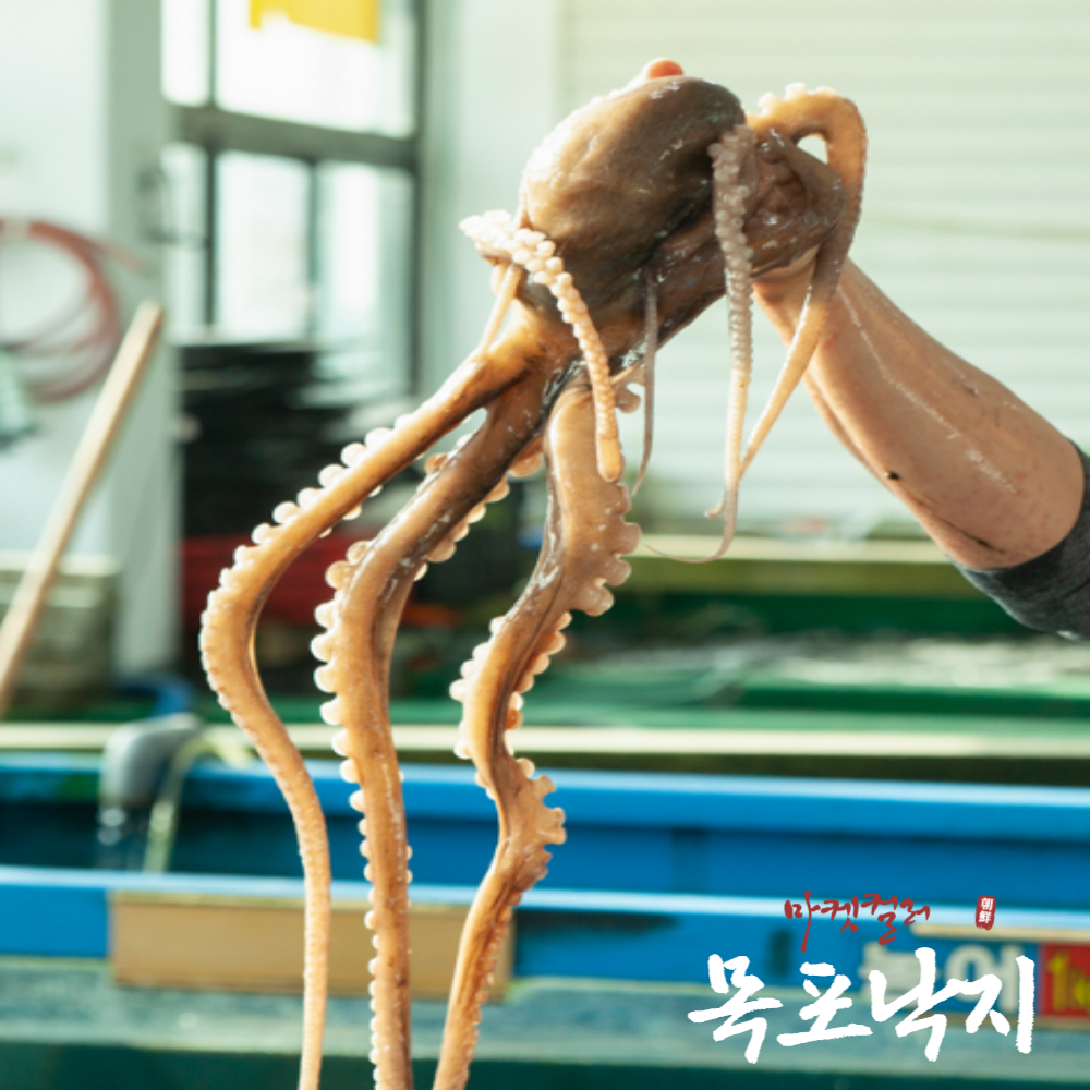 낙지 목포낙지 뻘낙지 산낙지 낚지 산소포장 [당일조업/당일발송], 3개, 중대낙지 180g 내외 65,000원