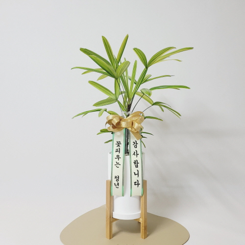 꽃피우는청년 실내공기정화식물 - 개업 승진 축하 리본 (금전수, 스파티필름, 안시리움, 아레카야자, 서향금 등) 39,000원