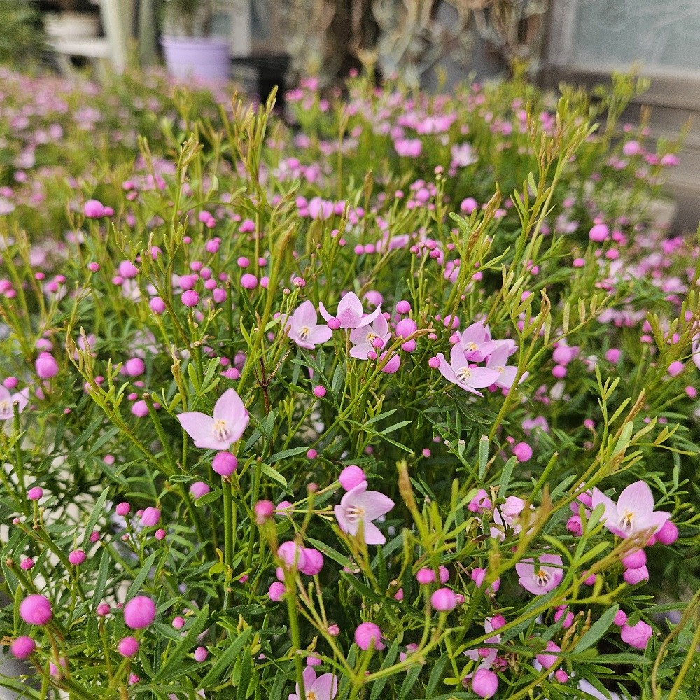 양형제농원 피나타 브로니아피나타 분홍꽃 봄꽃추천, 1개, 분홍 15,000원