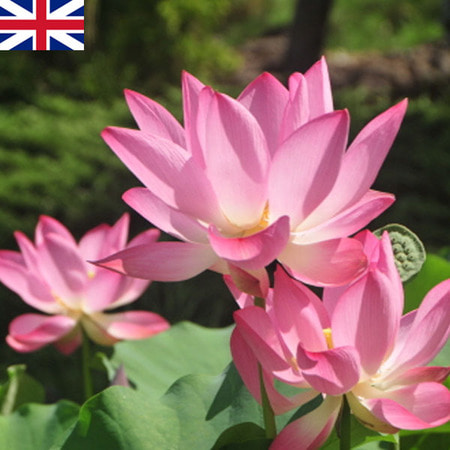 [드그라쎄] 프리미엄 프래그런스오일 350종 캔들 디퓨저 석고방향제 20ml - 3 3,300원