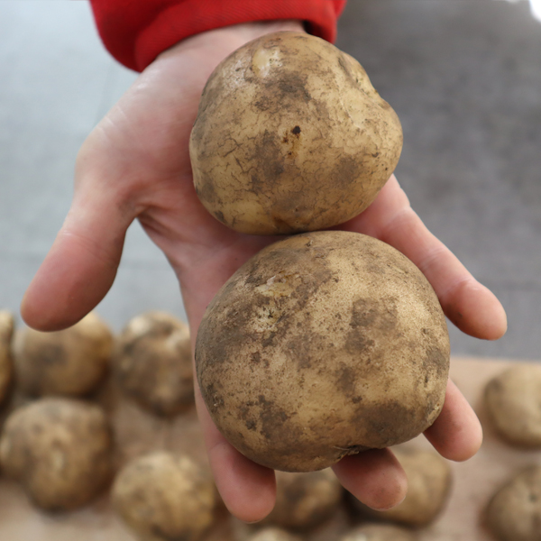 26년수확 햇감자 수미감자 분감자 16,800원