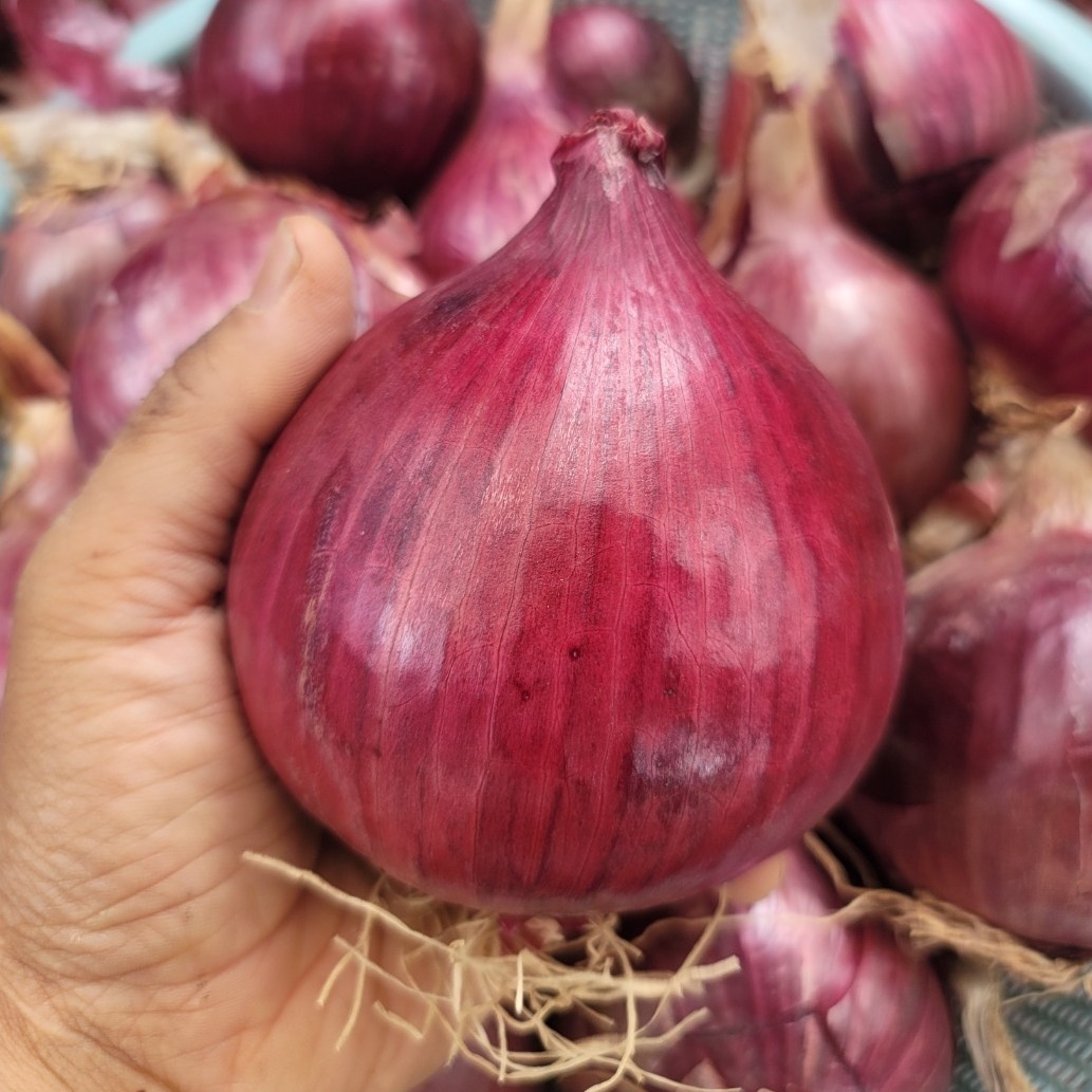 (광평영농조합) 25년 전남무안 황토밭 햇 자색양파 6,920원