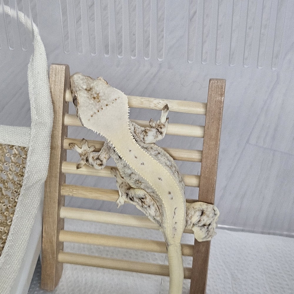 크레마루 도마뱀 크레스티드게코 우드 사다리 5,700원