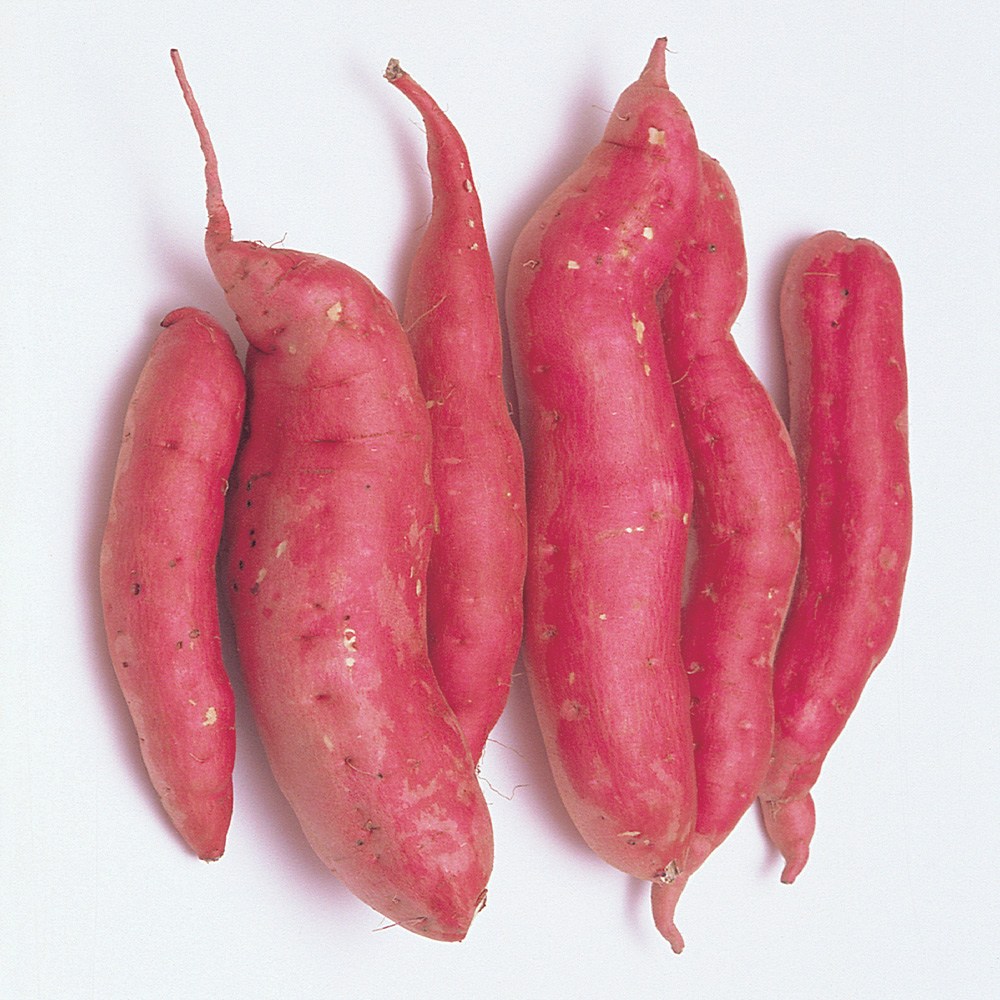 실속구마 5kg 10kg 해나미 못난이 고구마 파파얌 마롱구마 애플구마 신품종 해남 세척, 1개, 파파얌 못난이 5kg 무선별 25,900원